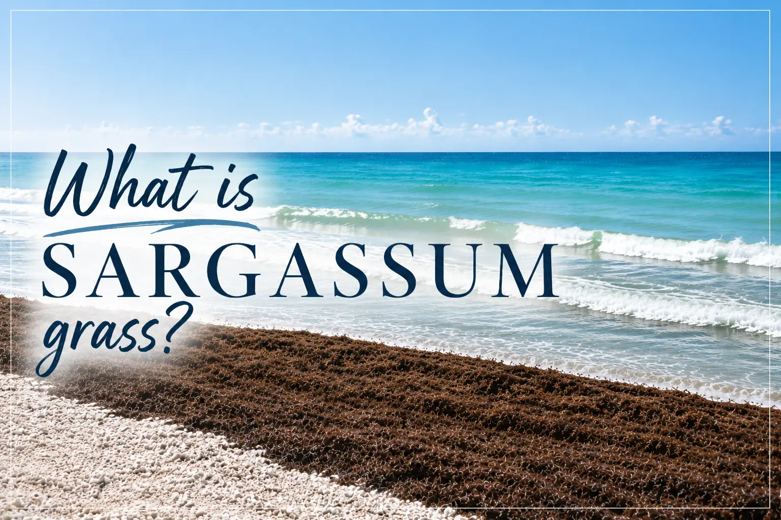 What is Sargassum Grass?