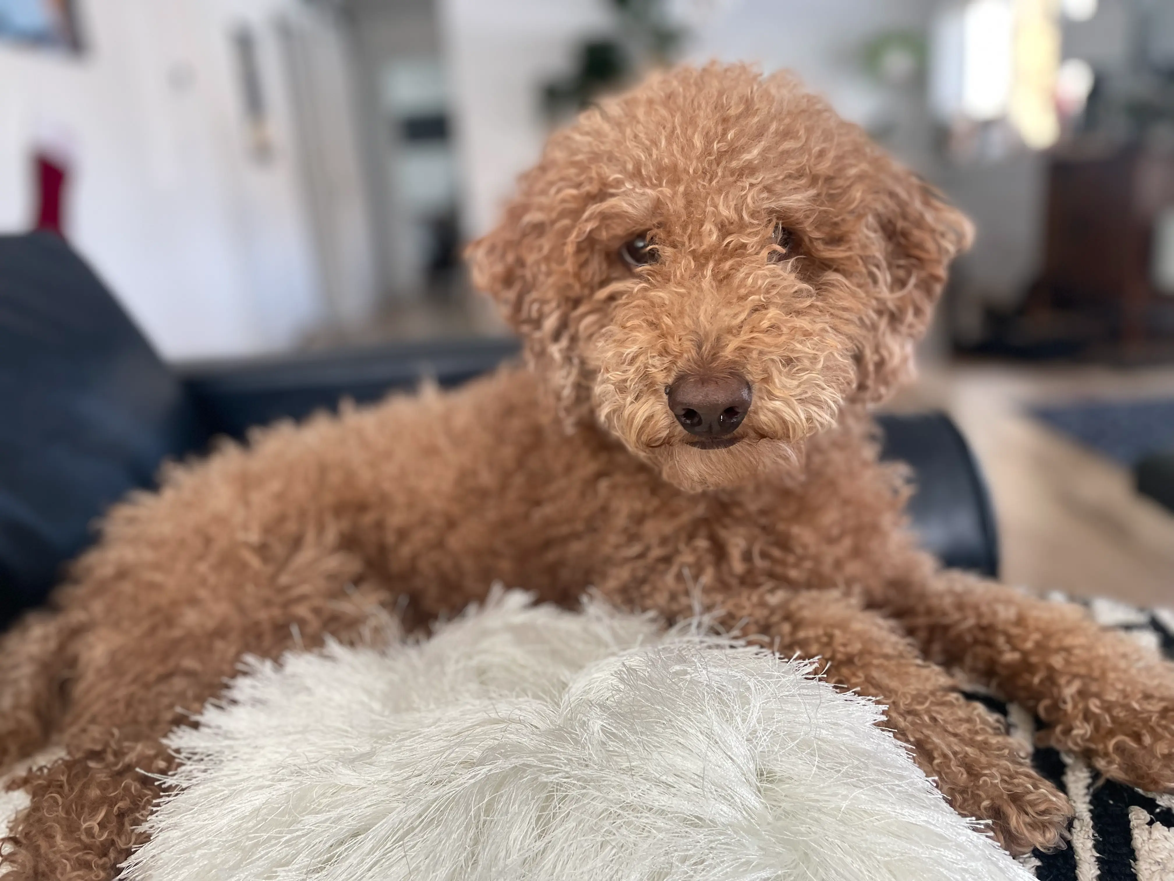 Rusty Dog