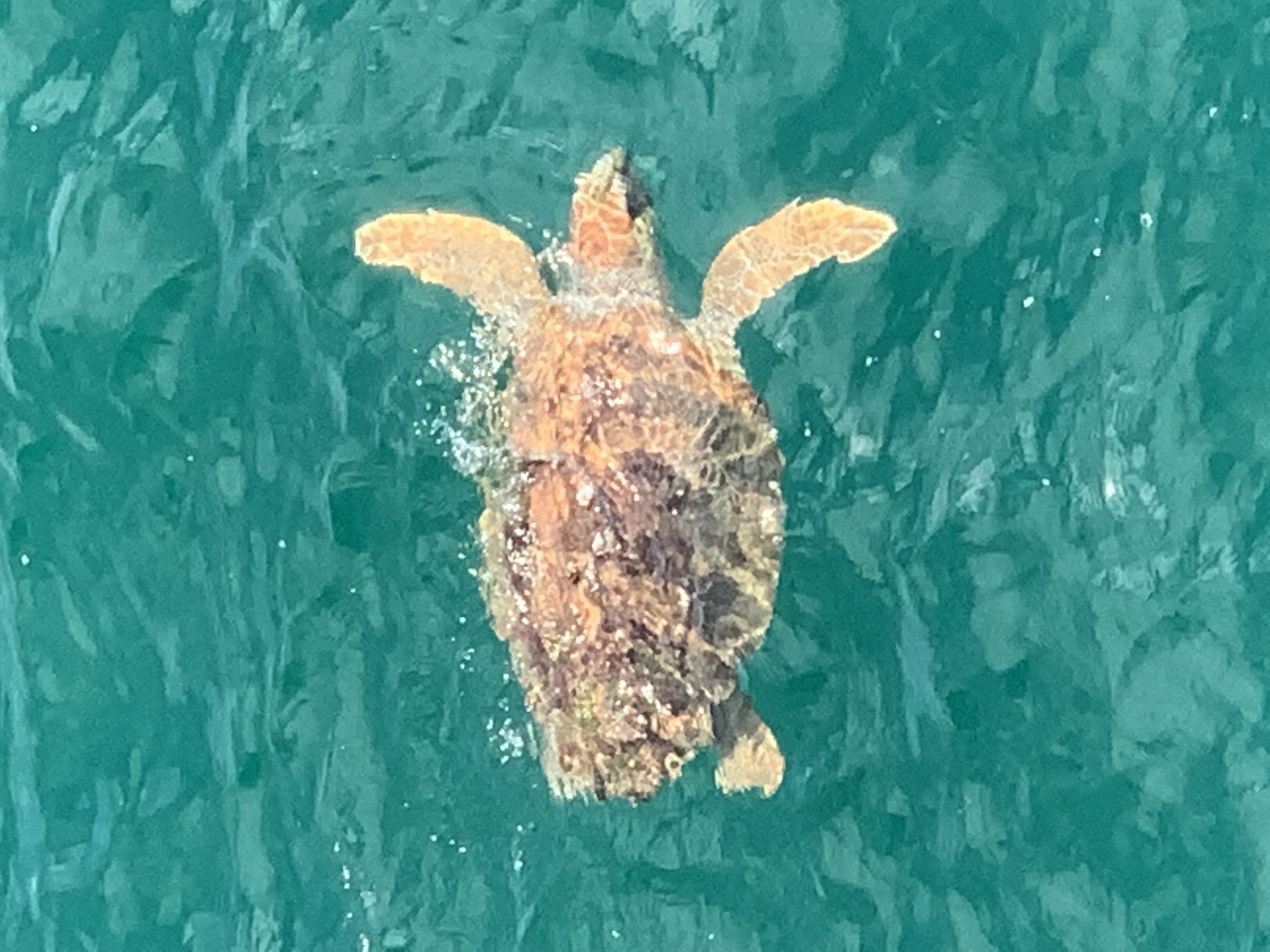 South Walton Turtle Nesting