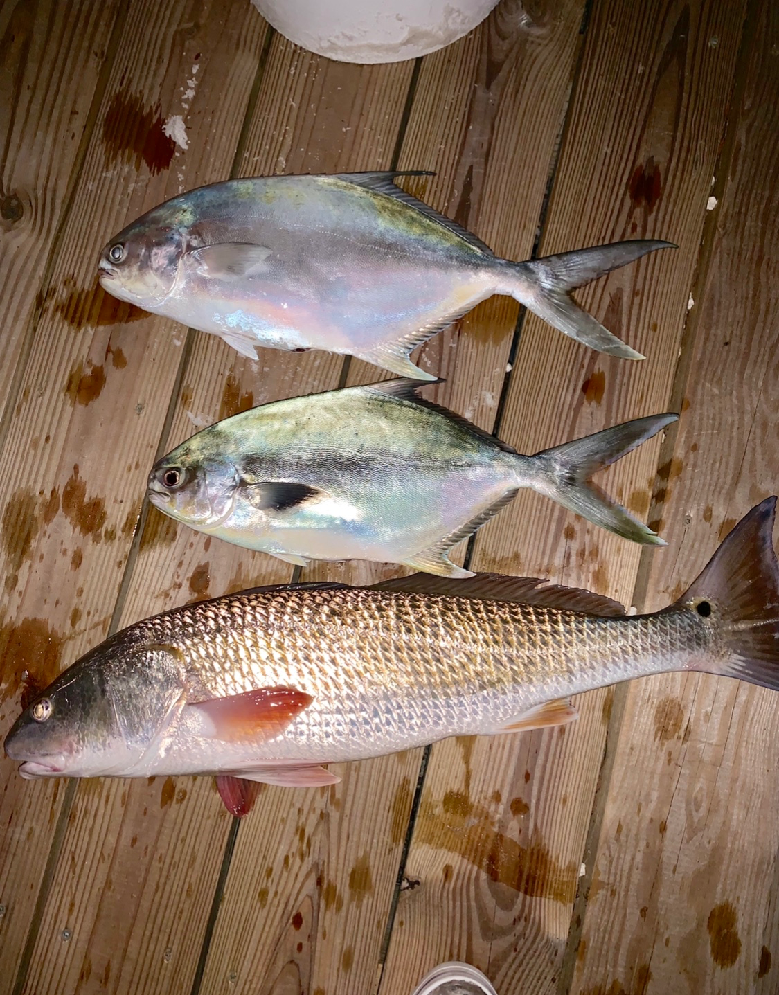 Where to Get the Freshest Seafood on 30A: Local Catches, Fish Markets & Chef Picks