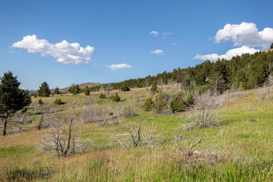 Ponderosa Pines - Residential