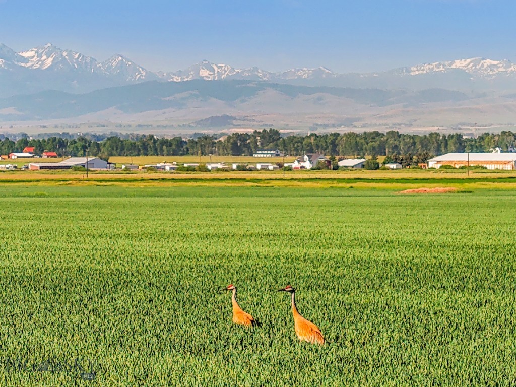 Discover this picturesque legacy farm located just outside of Bozeman with some of the oldest water rights from Ross Creek. Spanning 313 acres, this sub-irrigated farm offers alfalfa and naked oaks in addition to other crops which ensure income opportunities while maintaining exceptional privacy and breathtaking views of the Gallatin Valley. The conservation easement in place protects the land from development with the exception of an 8-acre build site, ensuring its agricultural and environmental value is preserved for future generations. Adding to its appeal, the South Fork Ross Creek meanders through the property, providing an excellent water source for irrigation and enhancing the scenic beauty of the farm. The 8-acre designated build site on the far north end of the property provides incredible privacy and unobstructed views.