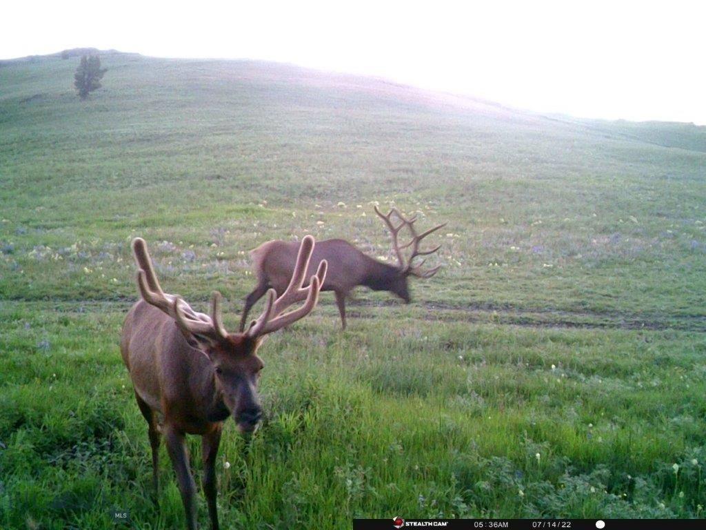 78 Acres of Montana Property for Sale bordering National Forest for over ½ of a mile. This property is situated in the Elkhorn Mountains. It features its own private, gated road with several cabin sites, making it ready for you to pull your camper today or build a mountain getaway. This property comprises four individual properties, making it an excellent opportunity to purchase with family or friends. From this property, you can walk or ride out onto the National Forest and go for miles and miles. The fact is, this property borders more National Forest property than you could cover in a lifetime! The views appear to have been straight out of a postcard from Montana. Enjoy the neighbors – Elk, Deer, Moose, Big Horn Sheep, and black bear. This property is located in one of Montana’s trophy Elk hunting districts and is situated within a wildlife management area. This management strategy provides the elk with a safe wintering habitat, which is a significant factor contributing to the high number of large bulls in the Elk Horn Mountains. There are enough elk here that you can even apply for an extra cow elk tag. This also means that access is limited during the winter, and motorized vehicles are not allowed from December 2nd to May 15th every year. This is a Forest Service closure to protect the winter grounds for wildlife. The road is open in the Spring, Summer, and during the Fall hunting season. There are miles of roads to run your ATV on or take a drive on with your truck and enjoy the Montana mountains. Enjoy all remote Montana has to offer, but you're still only 15 miles from Townsend, where you can get all the supplies you need and even a warm meal and a cold beer! And you're only 40 miles south of Helena and about 65 miles north of Bozeman, MT. That also means you're only 20 miles from Canyon Ferry Lake. Fishing on Canyon Ferry is off the charts good; the lake is full of Trout, walleye, Pike, and Perch. This also means that the Missouri River is only 15 miles away, boasting world-renowned fly fishing, making the Missouri a true Gem, you have a hard time finding a better location! This is the place to build your mountain escape, where you can imagine listening to elk bugling from your deck or while sitting around the campfire. If you have dreamed of this, this is the property for you.