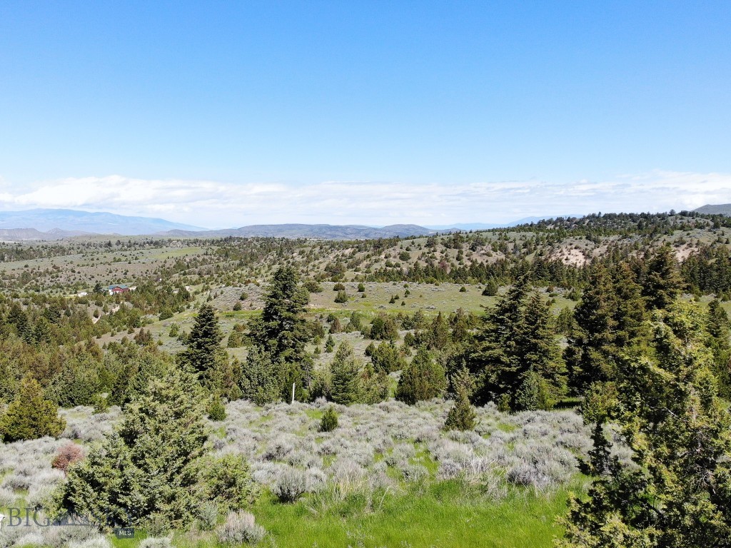 Ponderosa Pines - Land