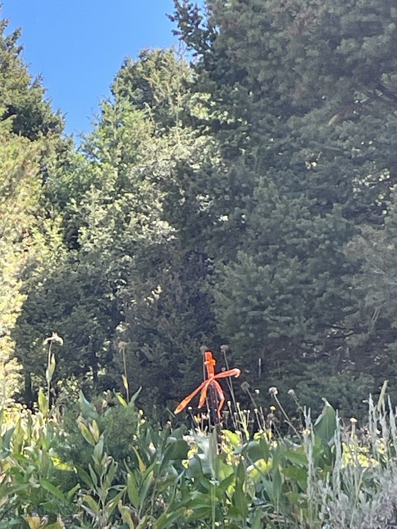 Mountain Springs Ranch - Land