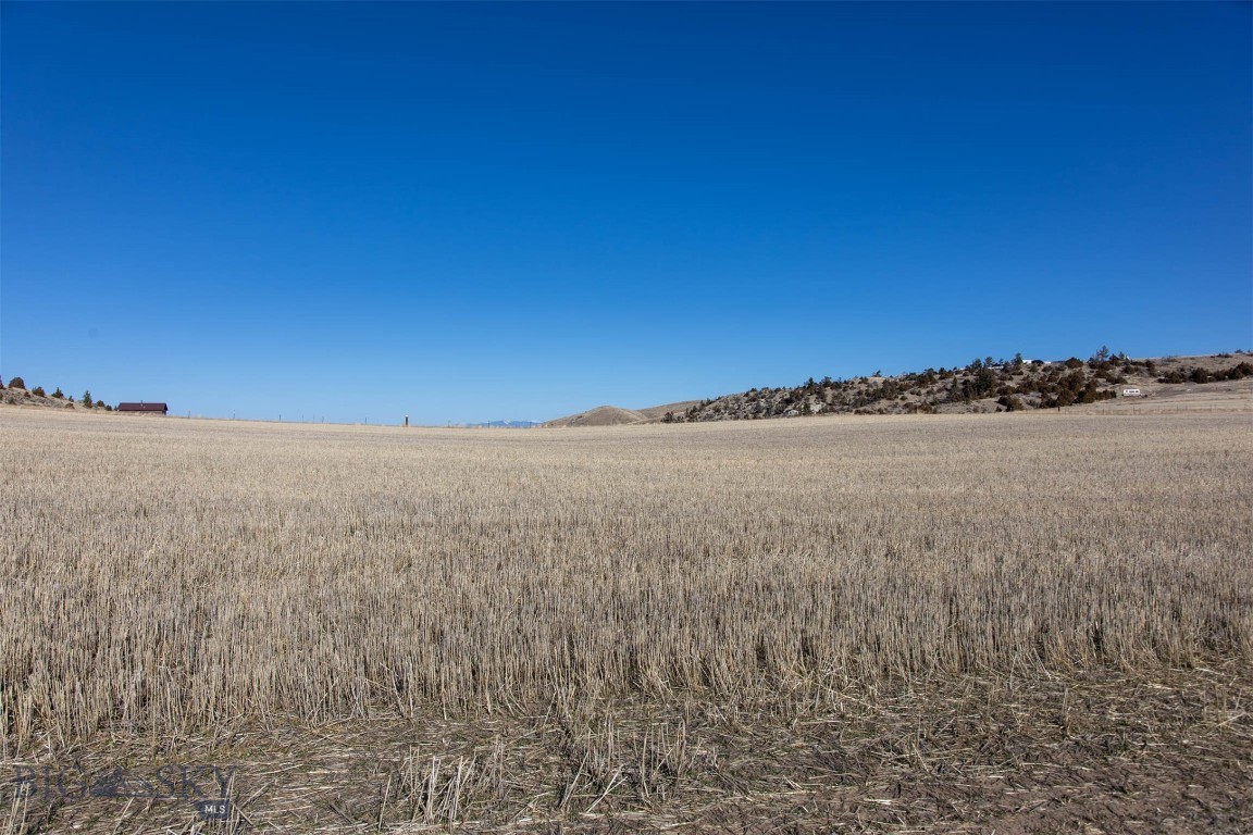 Ponderosa Pines - Land