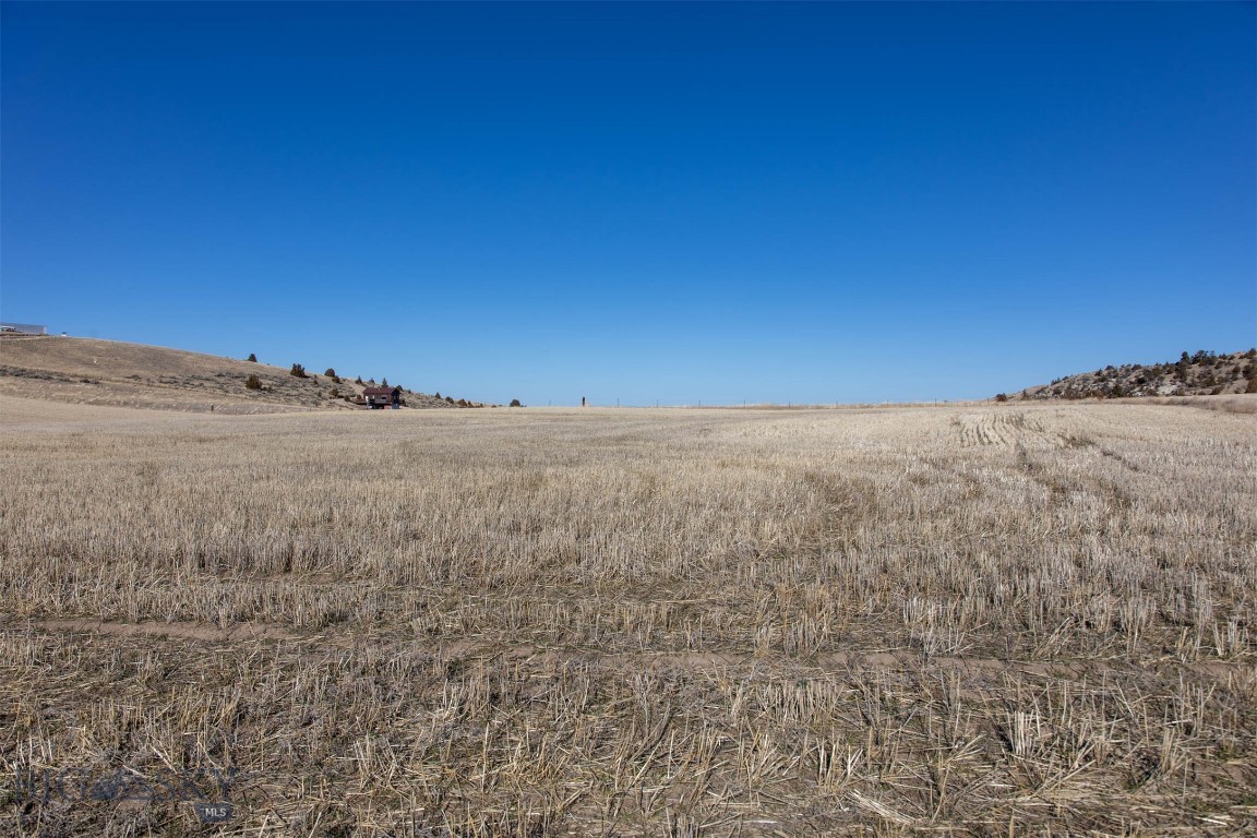 Ponderosa Pines - Land