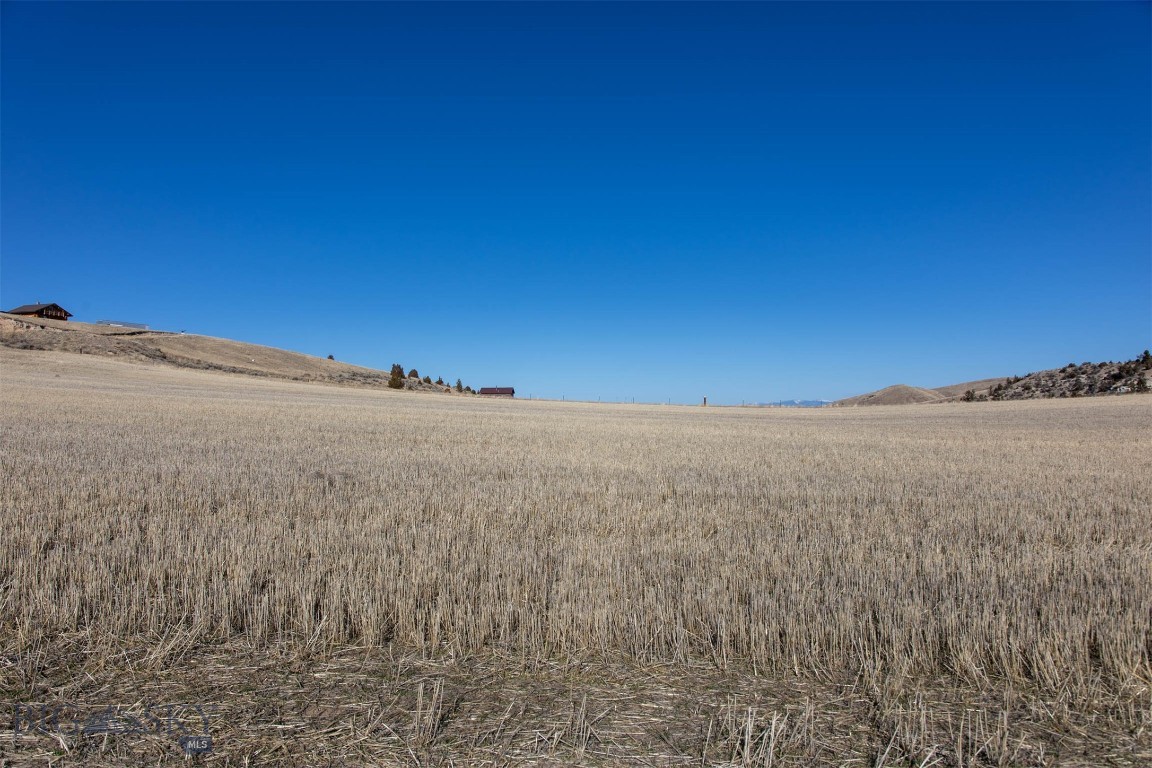 Ponderosa Pines - Land
