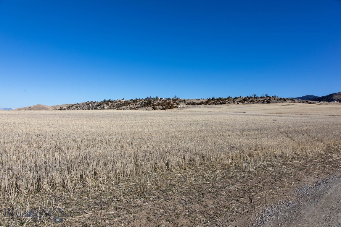Ponderosa Pines - Land