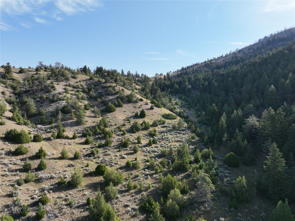 Ponderosa Pines - Land