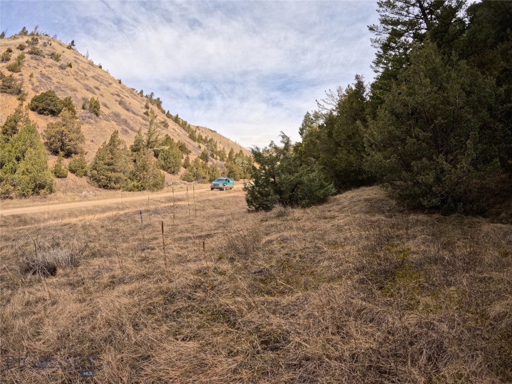 Ponderosa Pines - Land