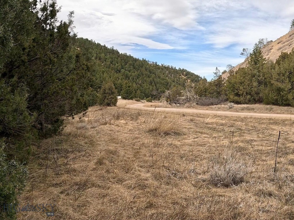 Ponderosa Pines - Land