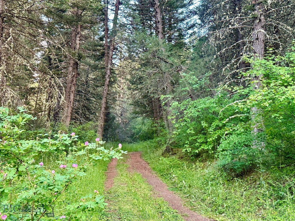 Ponderosa Pines - Land