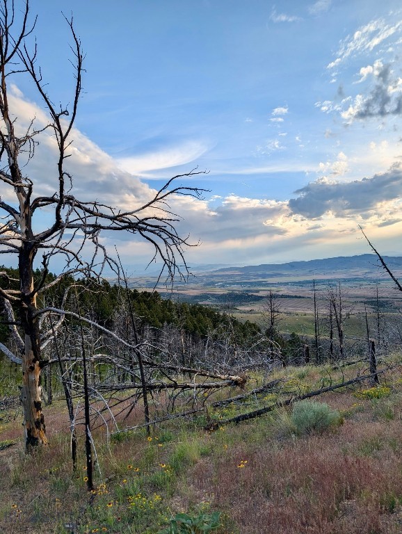 Ponderosa Pines - Land