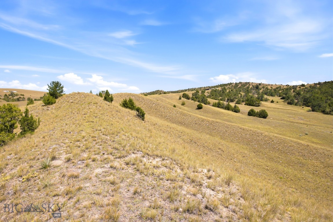 Ponderosa Pines - Land