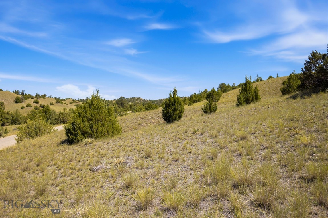 Ponderosa Pines - Land
