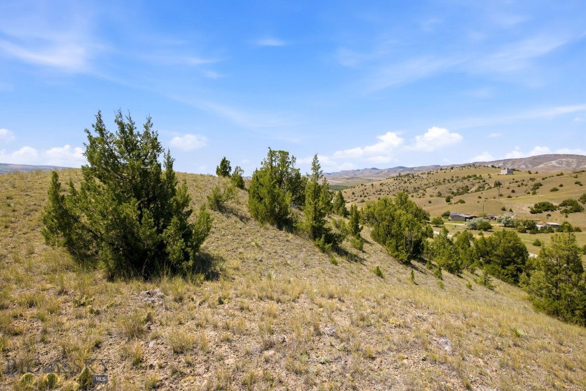 Ponderosa Pines - Land