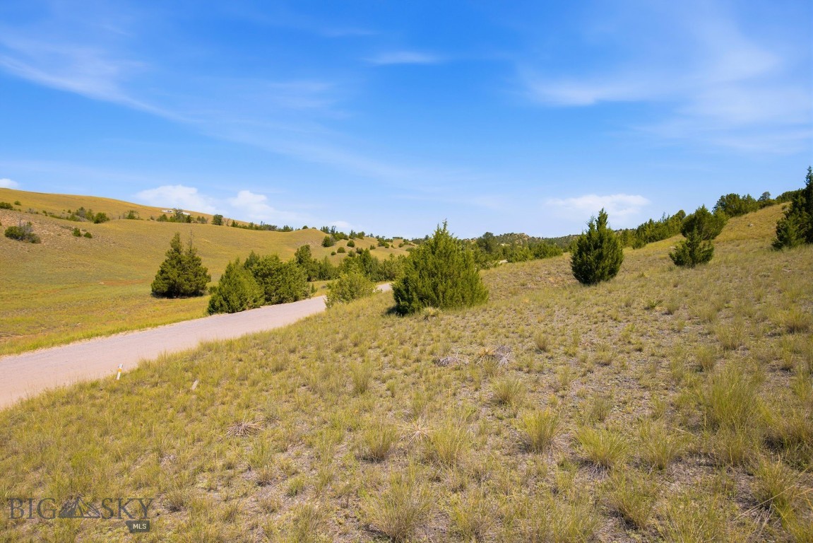 Ponderosa Pines - Land
