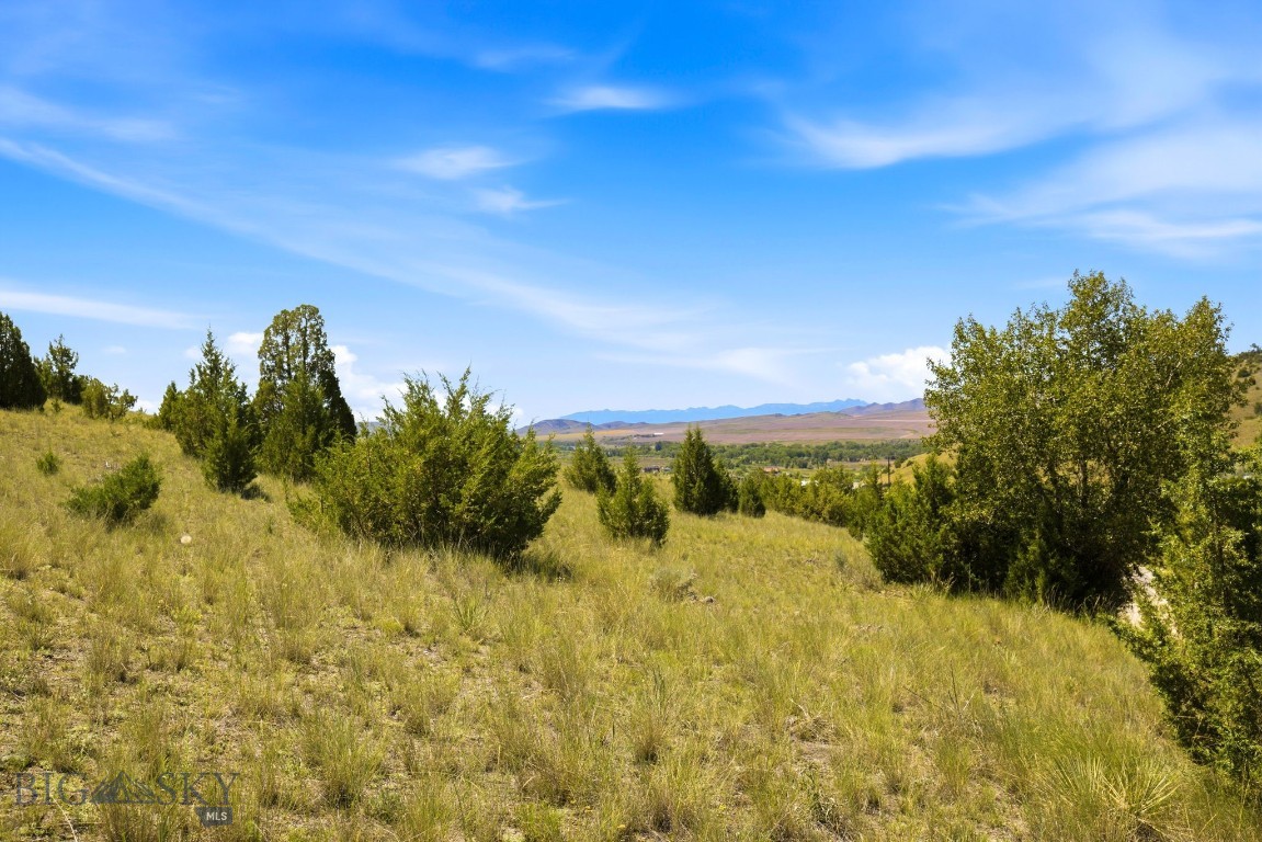 Ponderosa Pines - Land