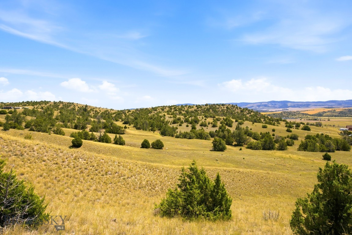 Ponderosa Pines - Land