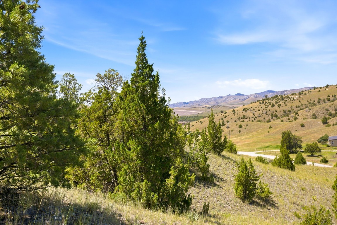 Ponderosa Pines - Land