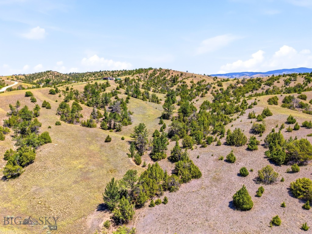 Ponderosa Pines - Land