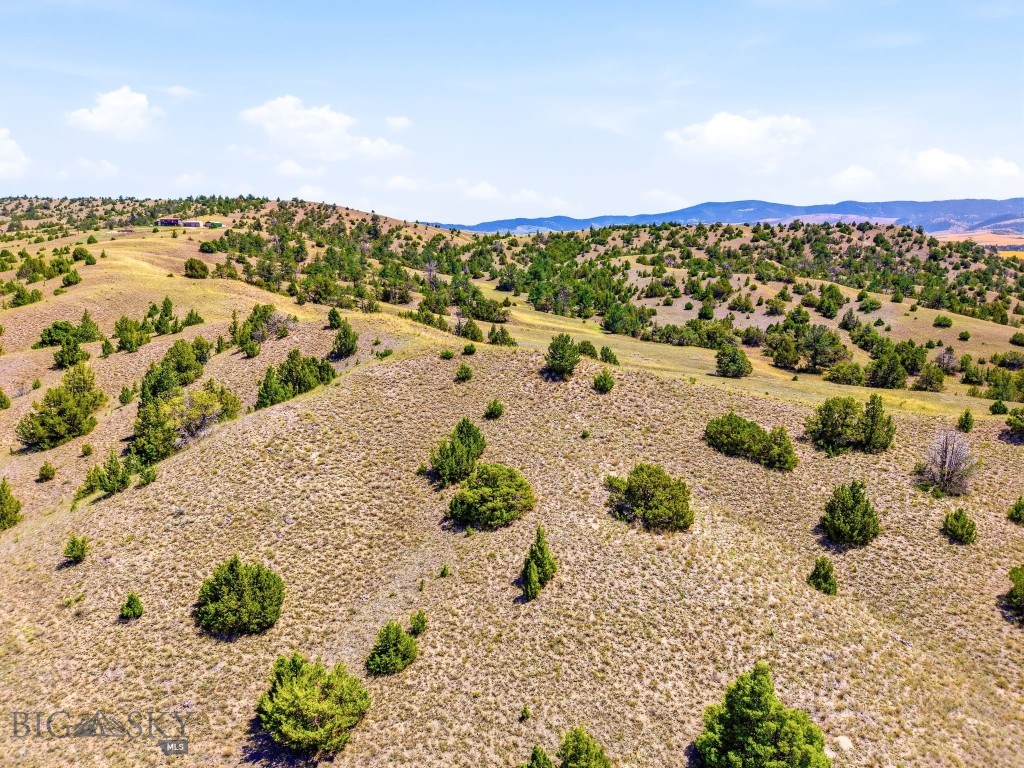 Ponderosa Pines - Land