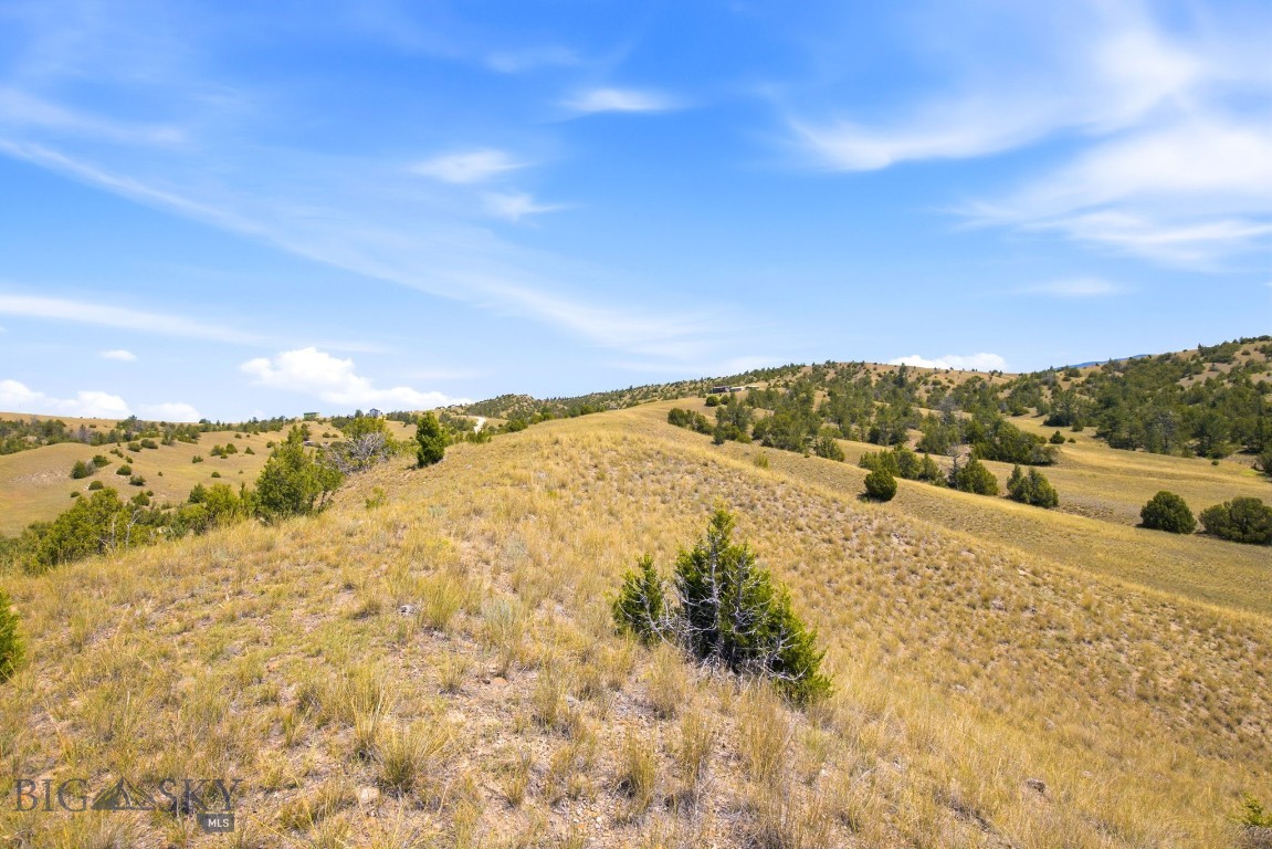 Ponderosa Pines - Land