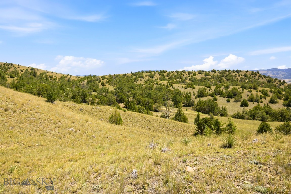 Ponderosa Pines - Land