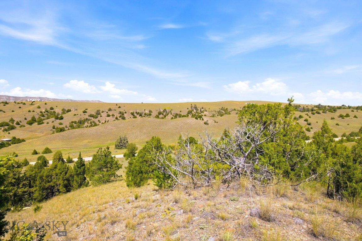 Ponderosa Pines - Land