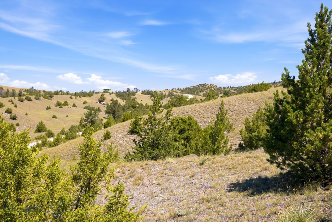 Ponderosa Pines - Land