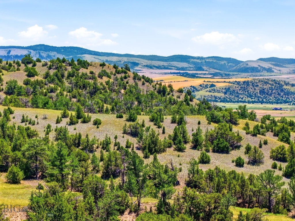 Ponderosa Pines - Land