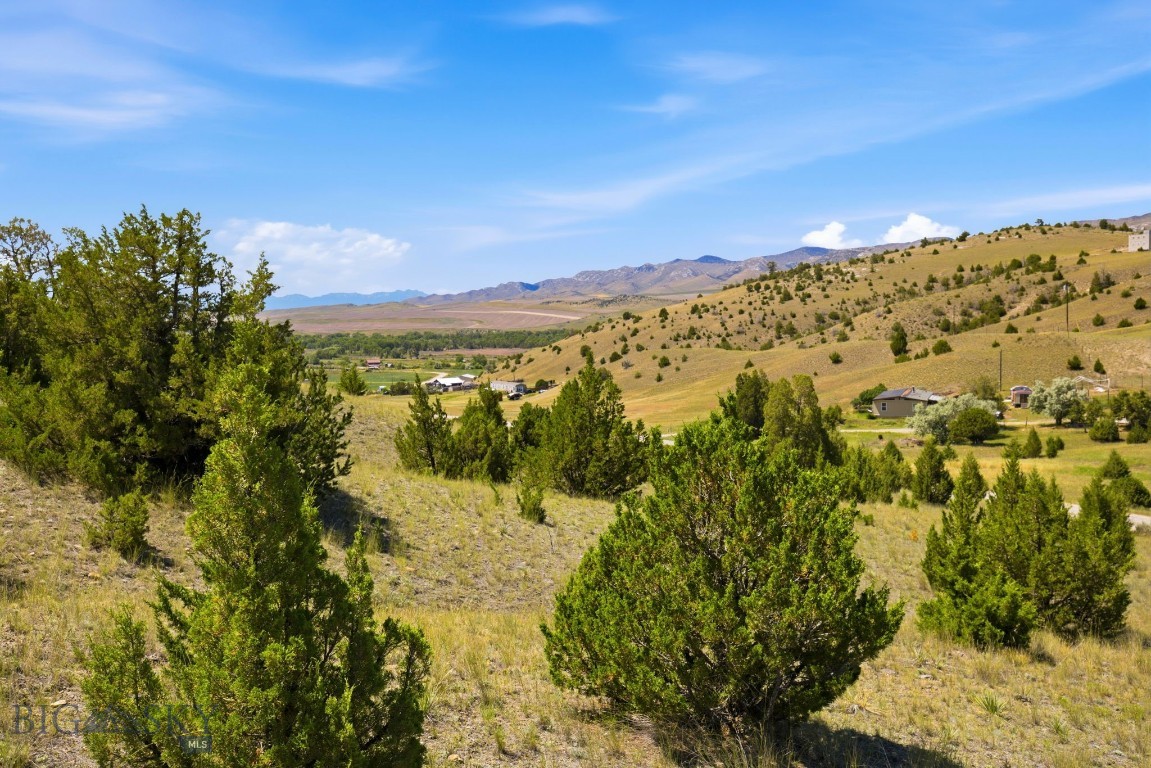 Ponderosa Pines - Land