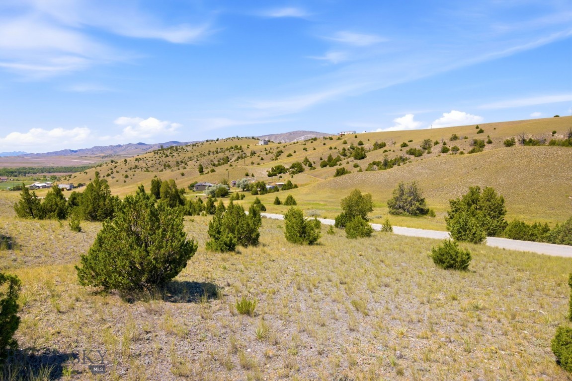 Ponderosa Pines - Land