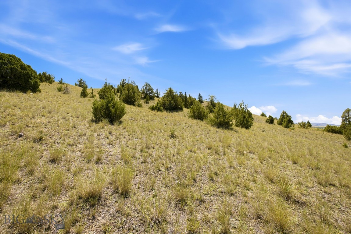 Ponderosa Pines - Land