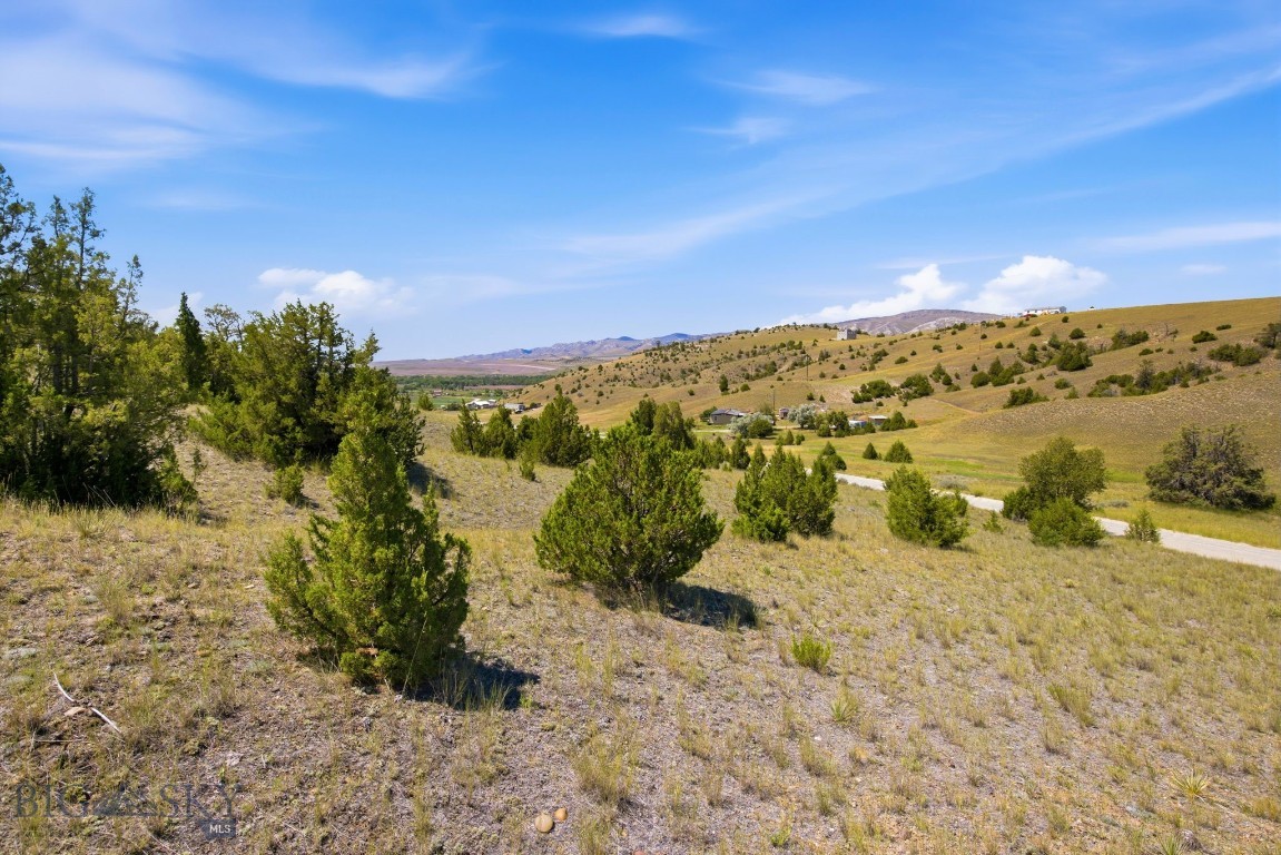 Ponderosa Pines - Land