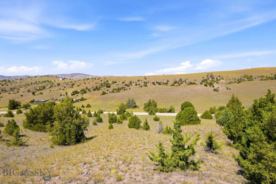 Ponderosa Pines - Land