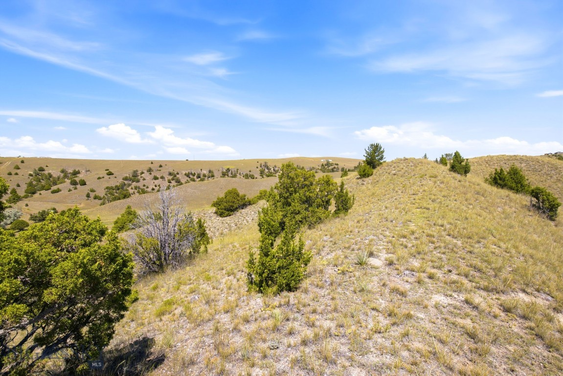Ponderosa Pines - Land