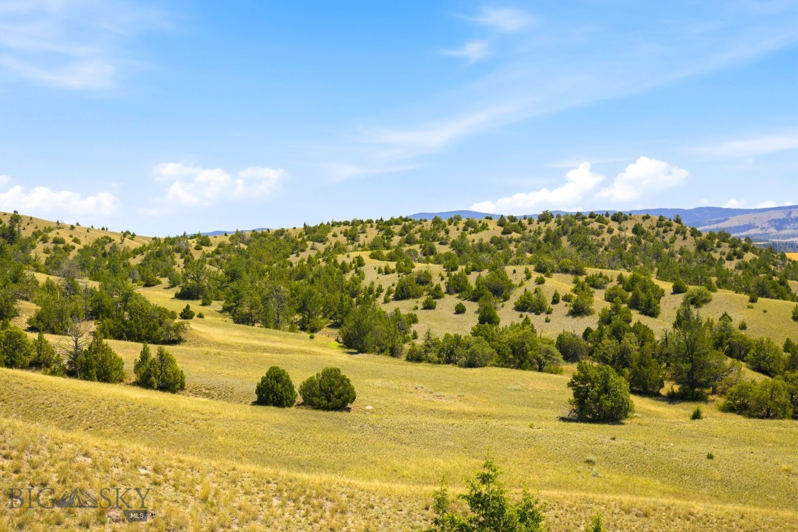 Ponderosa Pines - Land