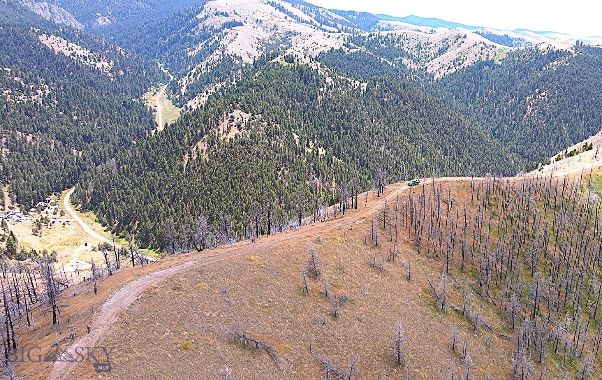 Ponderosa Pines - Land