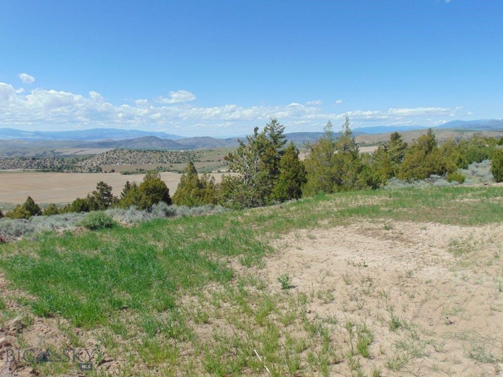Ponderosa Pines - Land