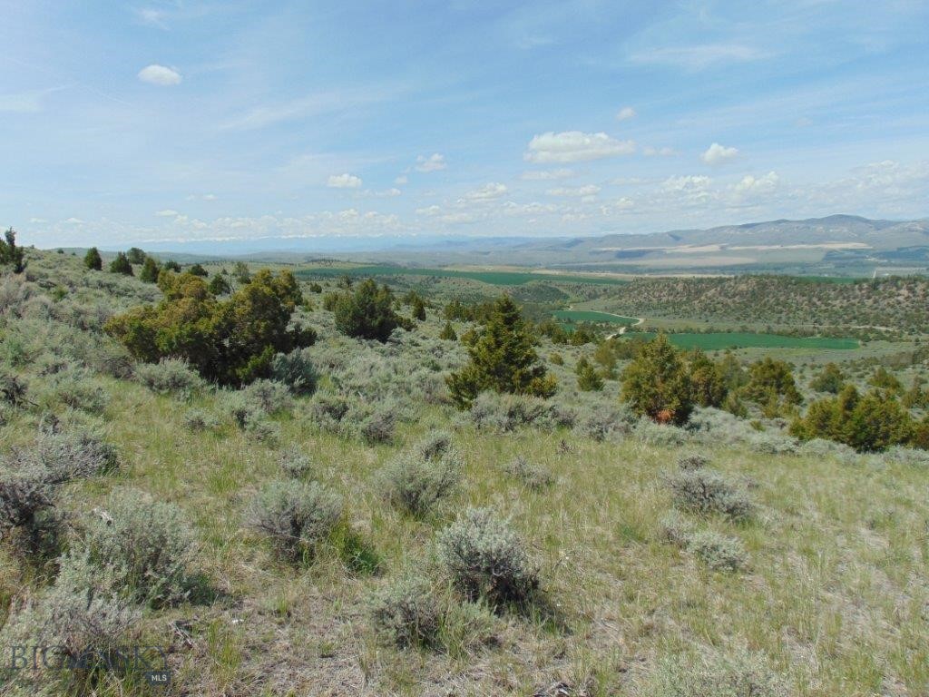 Ponderosa Pines - Land
