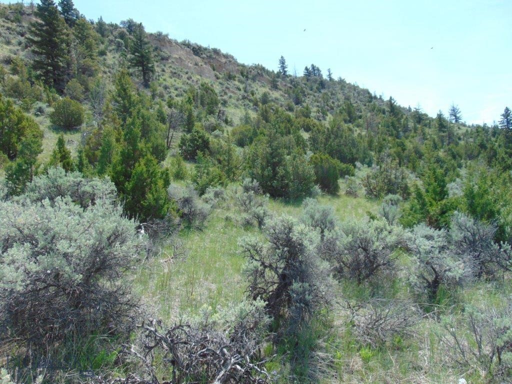 Ponderosa Pines - Land