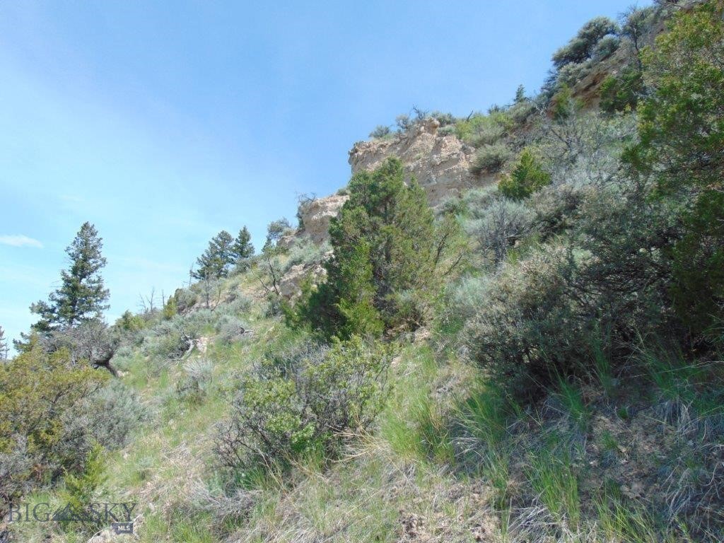 Ponderosa Pines - Land