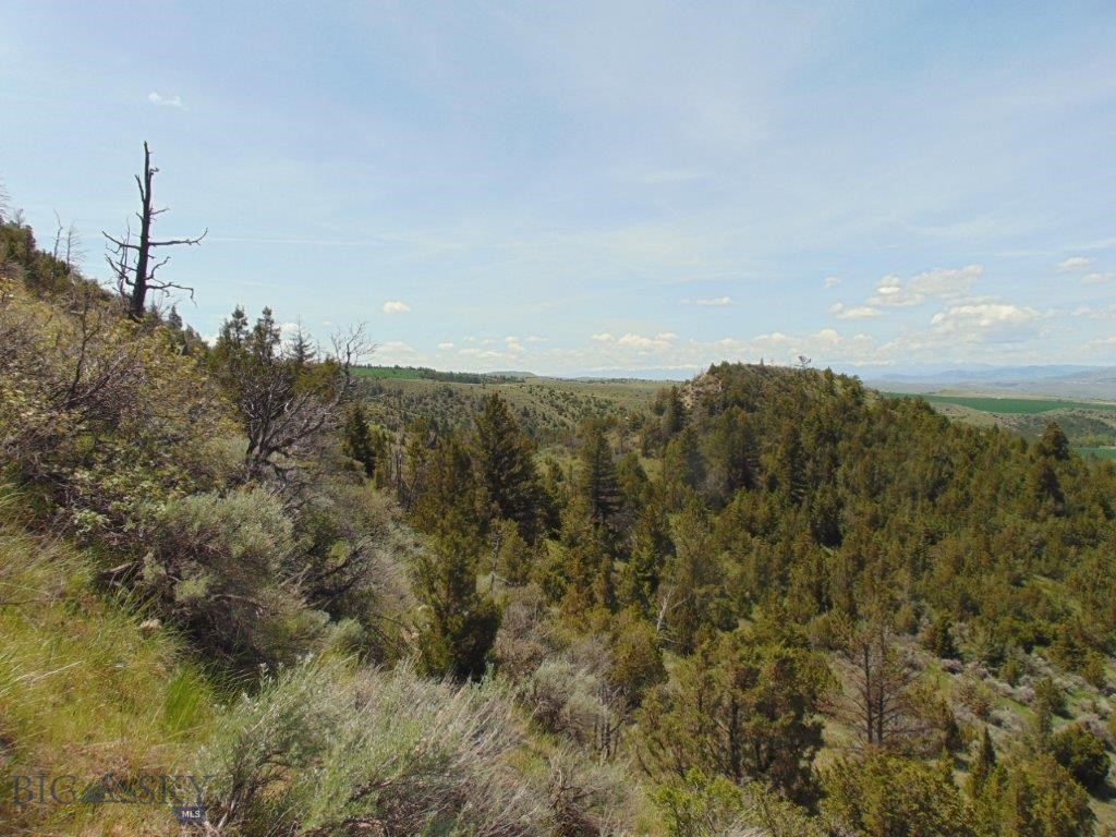 Ponderosa Pines - Land