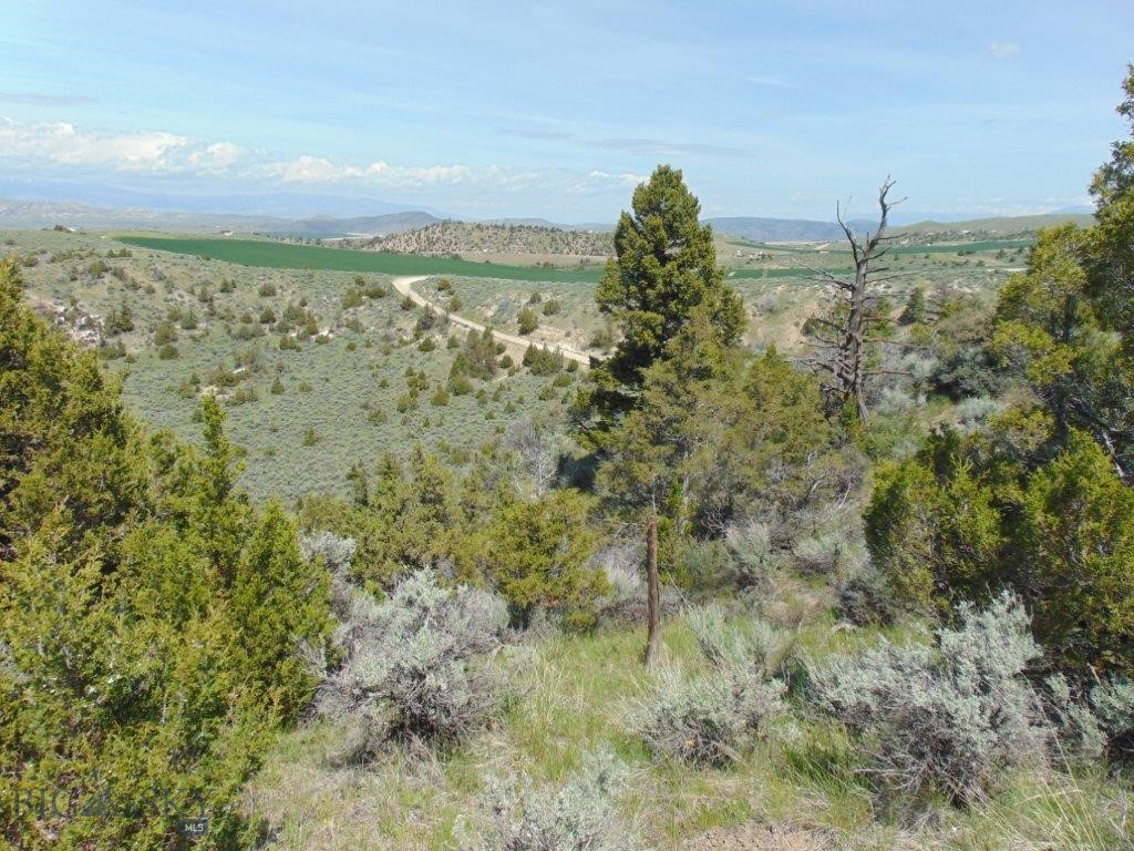 Ponderosa Pines - Land