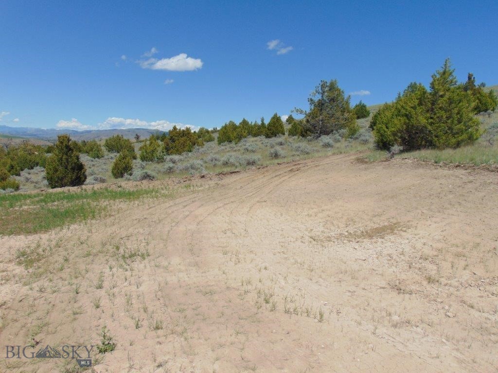Ponderosa Pines - Land