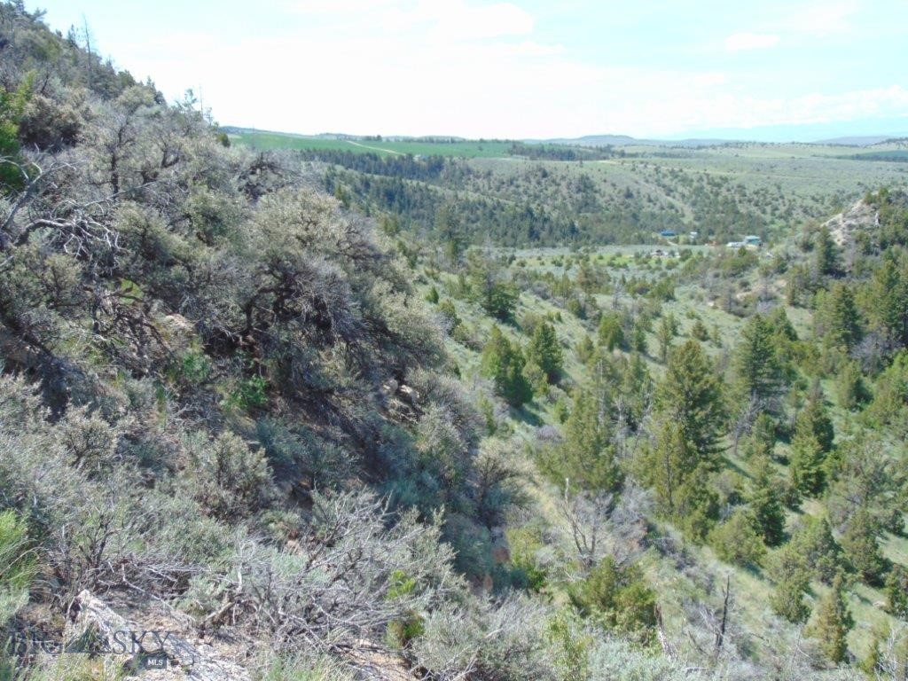 Ponderosa Pines - Land