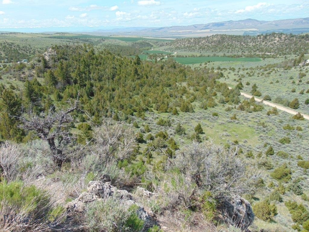 Ponderosa Pines - Land