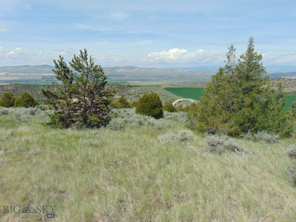 Ponderosa Pines - Land